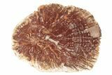 Petrified Horsetail (Calamites?) From Madagascar - Rare! #229433-1